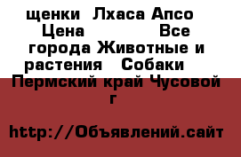 щенки  Лхаса Апсо › Цена ­ 20 000 - Все города Животные и растения » Собаки   . Пермский край,Чусовой г.